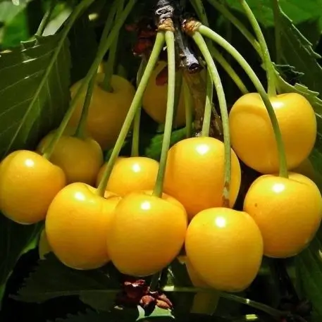 Cereja Amarela e outras frutas, vegetais, mercearias e cabazes ao domicílio com a Horta da Maria Portugal