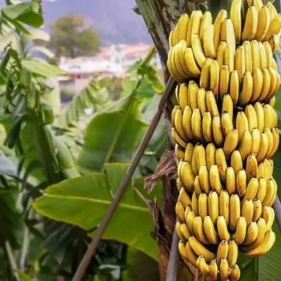 banana-importada