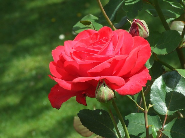 Flor Rosa