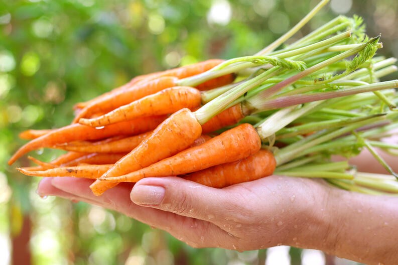 Mini cenoura