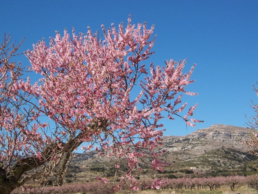 Miolo de amêndoa sem pele