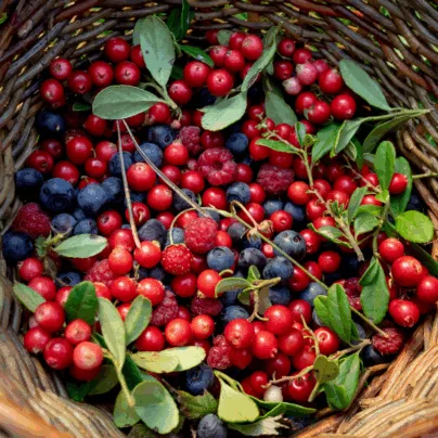 Cabaz de frutos Silvestres