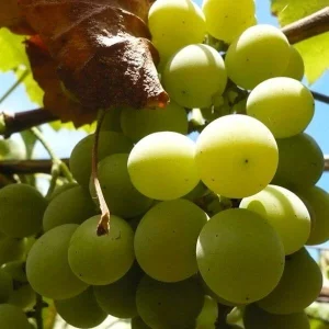 Uva Branca (500g)