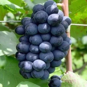 Uva Preta (500g)