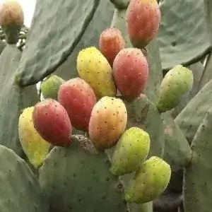 Figo da Índia Polpa Vermelha Pequeno (500g)
